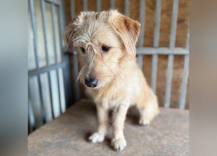 süße Struppi-Hündin PALMA - 10 Monate, 36cm süße Struppi-Hündin PALMA - 10 Monate, 36cm