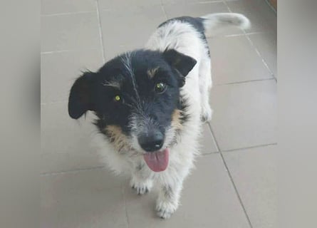 ❤️ BORI - Hündchen fürs Herz - 8 Jahre, 30cm/10kg - Mischling
