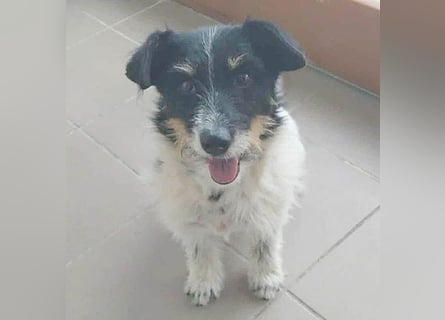 ❤️ BORI - Hündchen fürs Herz - 8 Jahre, 30cm/10kg - Mischling
