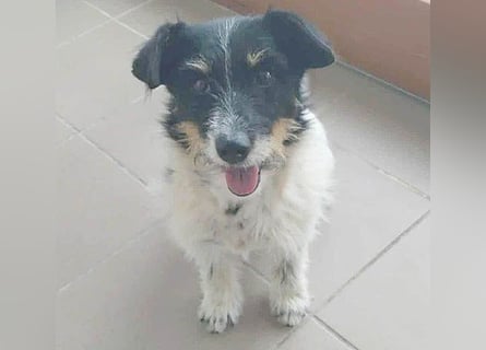 ❤️ BORI - Hündchen fürs Herz - 8 Jahre, 30cm/10kg - Mischling