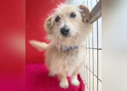 liebe kleine Struppi-Maus MOMO - 9 Jahre, 30cm/9kg