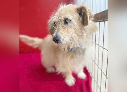 liebe kleine Struppi-Maus MOMO - 9 Jahre, 30cm/9kg