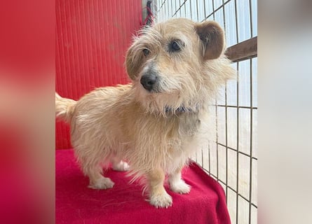 liebe kleine Struppi-Maus MOMO - 9 Jahre, 30cm/9kg