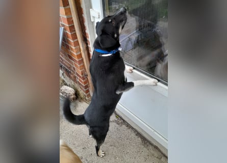 fröhlicher Benno 3 J. kastr., sucht sein Traumzuhause fröhlicher Benno 3 J. kastr., sucht sein Traumzuhause