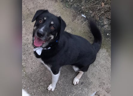 fröhlicher Benno 3 J. kastr., sucht sein Traumzuhause fröhlicher Benno 3 J. kastr., sucht sein Traumzuhause