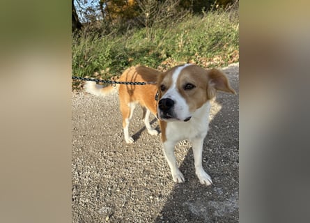 Sammy sucht sein Zuhase