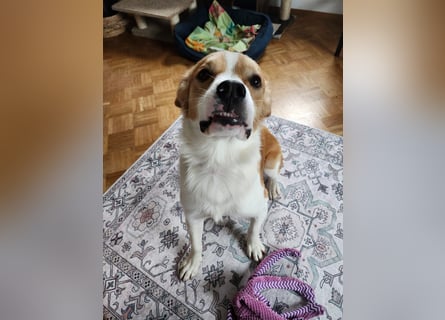 Sammy sucht sein Zuhase