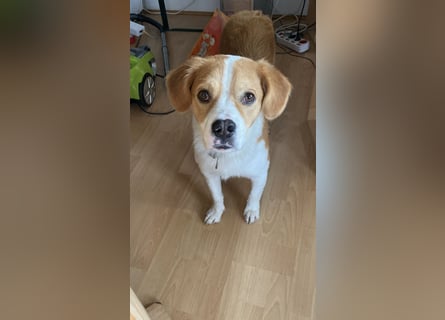 Sammy sucht sein Zuhase