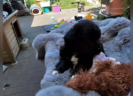 Unsre kleine Schmusemaus