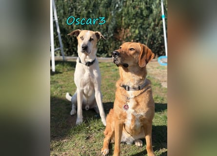 DRINGEND! Oscar3 geb. 12/2020 (in Deutschland) - ausgeglichener Griechischer Herdenschutzhund Mix!