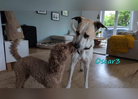 DRINGEND! Oscar3 geb. 12/2020 (in Deutschland) - ausgeglichener Griechischer Herdenschutzhund Mix!
