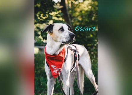 DRINGEND! Oscar3 geb. 12/2020 (in Deutschland) - ausgeglichener Griechischer Herdenschutzhund Mix!