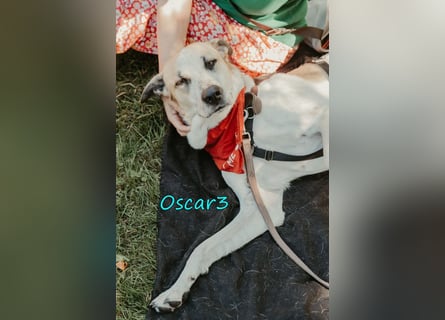 DRINGEND! Oscar3 geb. 12/2020 (in Deutschland) - ausgeglichener Griechischer Herdenschutzhund Mix!