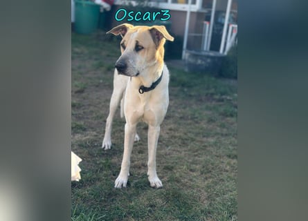DRINGEND! Oscar3 geb. 12/2020 (in Deutschland) - ausgeglichener Griechischer Herdenschutzhund Mix!