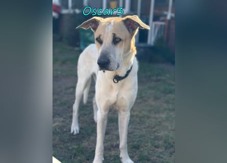 DRINGEND! Oscar3 geb. 12/2020 (in Deutschland) - ausgeglichener Griechischer Herdenschutzhund Mix!