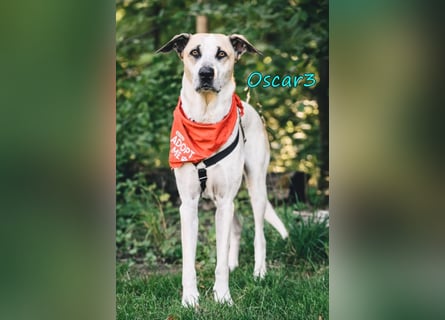 DRINGEND! Oscar3 geb. 12/2020 (in Deutschland) - ausgeglichener Griechischer Herdenschutzhund Mix!