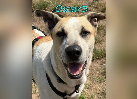 DRINGEND! Oscar3 geb. 12/2020 (in Deutschland) - ausgeglichener Griechischer Herdenschutzhund Mix!
