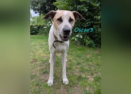 DRINGEND! Oscar3 geb. 12/2020 (in Deutschland) - ausgeglichener Griechischer Herdenschutzhund Mix!