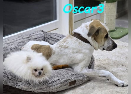DRINGEND! Oscar3 geb. 12/2020 (in Deutschland) - ausgeglichener Griechischer Herdenschutzhund Mix!