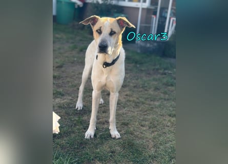 DRINGEND! Oscar3 geb. 12/2020 (in Deutschland) - ausgeglichener Griechischer Herdenschutzhund Mix!