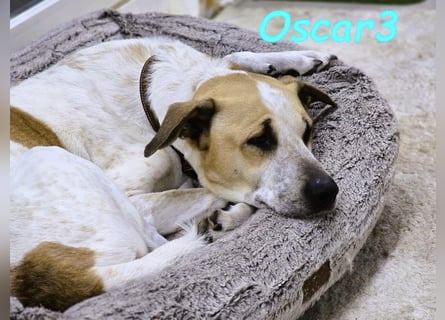 DRINGEND! Oscar3 geb. 12/2020 (in Deutschland) - ausgeglichener Griechischer Herdenschutzhund Mix!