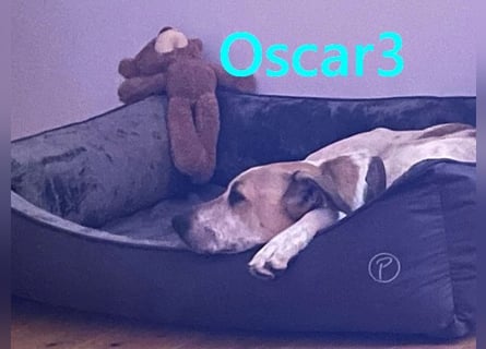 DRINGEND! Oscar3 geb. 12/2020 (in Deutschland) - ausgeglichener Griechischer Herdenschutzhund Mix!