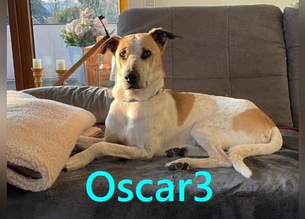 DRINGEND! Oscar3 geb. 12/2020 (in Deutschland) - ausgeglichener Griechischer Herdenschutzhund Mix!