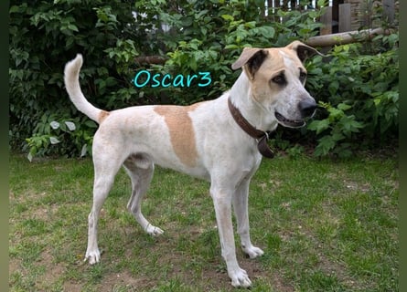 DRINGEND! Oscar3 geb. 12/2020 (in Deutschland) - ausgeglichener Griechischer Herdenschutzhund Mix!