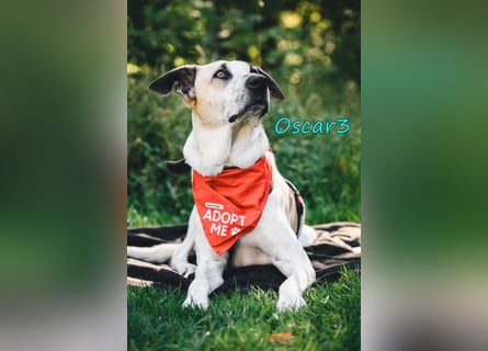 DRINGEND! Oscar3 geb. 12/2020 (in Deutschland) - ausgeglichener Griechischer Herdenschutzhund Mix!