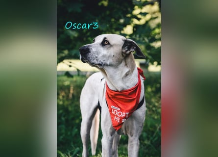 DRINGEND! Oscar3 geb. 12/2020 (in Deutschland) - ausgeglichener Griechischer Herdenschutzhund Mix!