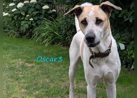 DRINGEND! Oscar3 geb. 12/2020 (in Deutschland) - ausgeglichener Griechischer Herdenschutzhund Mix!