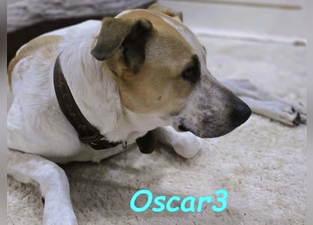 DRINGEND! Oscar3 geb. 12/2020 (in Deutschland) - ausgeglichener Griechischer Herdenschutzhund Mix!