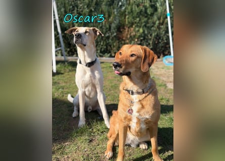 DRINGEND! Oscar3 geb. 12/2020 (in Deutschland) - ausgeglichener Griechischer Herdenschutzhund Mix!