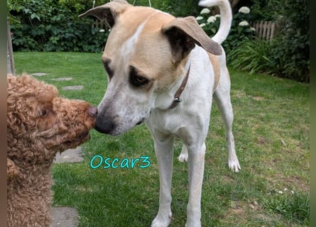 DRINGEND! Oscar3 geb. 12/2020 (in Deutschland) - ausgeglichener Griechischer Herdenschutzhund Mix!