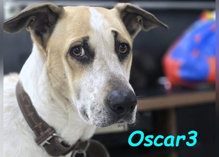 DRINGEND! Oscar3 geb. 12/2020 (in Deutschland) - ausgeglichener Griechischer Herdenschutzhund Mix!