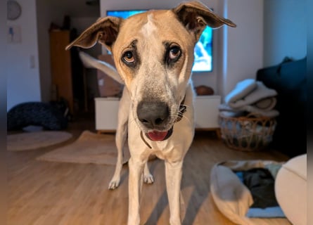 DRINGEND! Oscar3 geb. 12/2020 (in Deutschland) - ausgeglichener Griechischer Herdenschutzhund Mix!