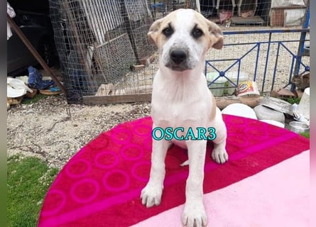 DRINGEND! Oscar3 geb. 12/2020 (in Deutschland) - ausgeglichener Griechischer Herdenschutzhund Mix!