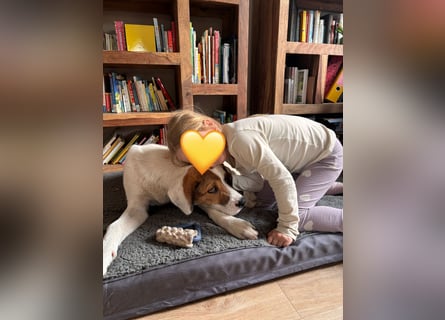 Alfred - in Berlin auf Pflegestelle