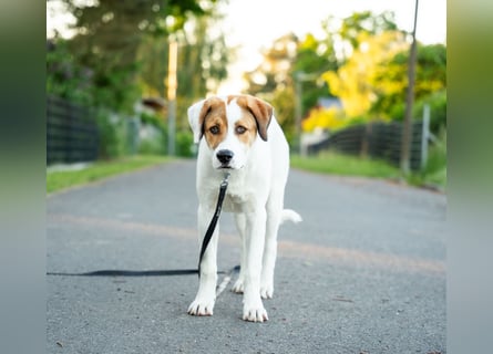 Alfred - in Berlin auf Pflegestelle