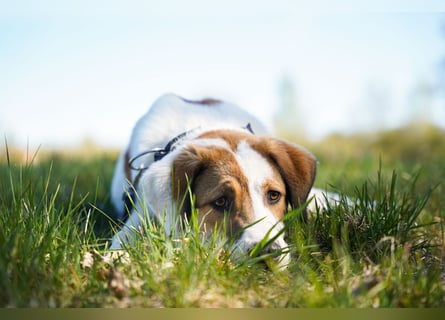 Alfred - in Berlin auf Pflegestelle