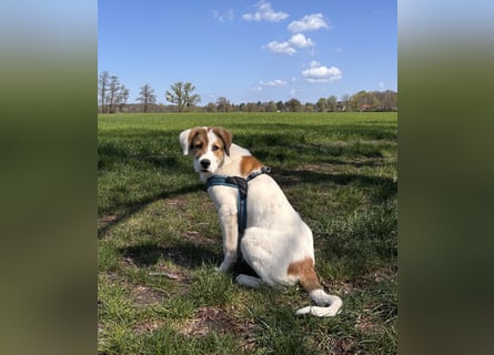 Alfred - in Berlin auf Pflegestelle