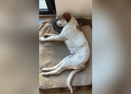 Alfred - in Berlin auf Pflegestelle