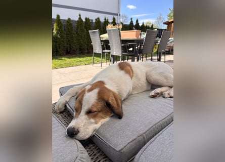 Alfred - in Berlin auf Pflegestelle