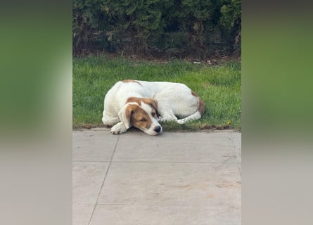 Alfred - in Berlin auf Pflegestelle