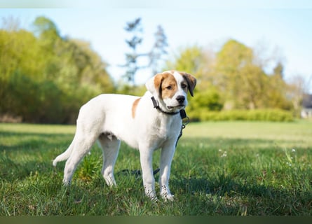 Alfred - in Berlin auf Pflegestelle