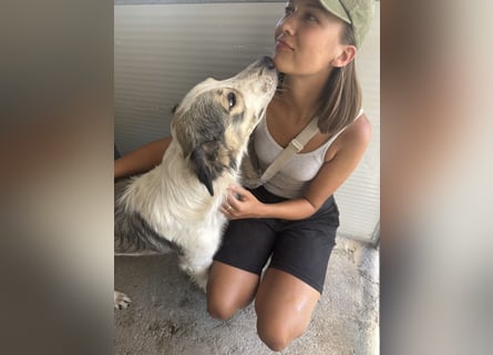 Davide: Traumhund ohne Wenn und Aber