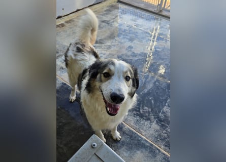 Davide: Traumhund ohne Wenn und Aber