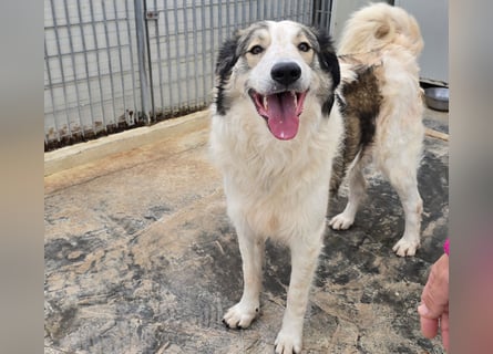 Davide: Traumhund ohne Wenn und Aber