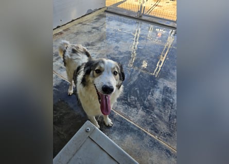 Davide: Traumhund ohne Wenn und Aber