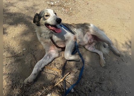 Davide: Traumhund ohne Wenn und Aber